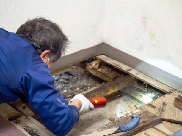 Best Mold Remediation  in Ralls, TX