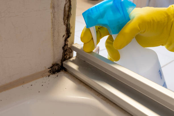 Home Mold Removal in Ralls, TX